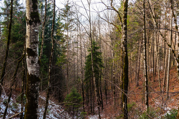Deep forest in winter with small amount of snow and on sunny weather