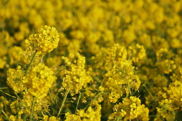 びわ湖畔守山なぎさ公園 菜の花畑