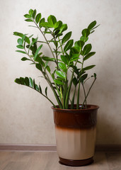 Zamioculcas home plant in a ceramic brown pot. The concept of home gardening.