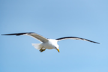 Flying Albatross in blue sky