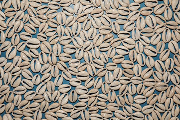 décoration cauris coquillages sur fond bleu