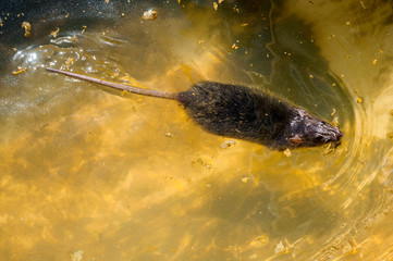 wild rat is trapped in garden and is trying to get out. Sick animal. Symbol of 2020