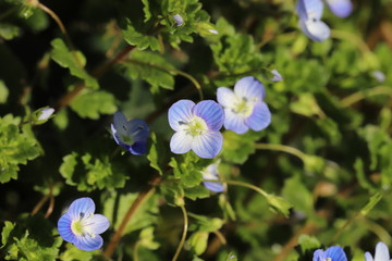 オオイヌノフグリの花