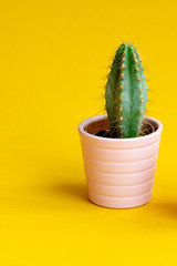 Beautiful bright cactus in pink pot on Yellow background. Minimal creative still life.Trendy Bright Color. Green Neon cactus. Mood on Yellow fashionable creative background.
