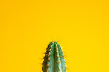Beautiful bright cactus on Yellow background, closeup.Minimal creative still life. Trendy Bright Color. Green Neon cactus Mood on Yellow fashionable creative background. Art gallery Design.