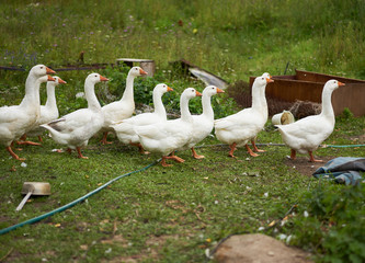 Geese in the village graze in the grass