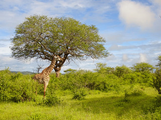  Giraffen im Nationalpark Tsavo Ost, Tsavo West und Amboseli in Kenia
