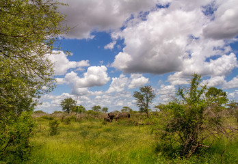 Wilderness landscape setting with African elephants image for background use in horizontal format