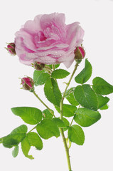 Fototapeta premium Pink rose on white. Isolated on white.