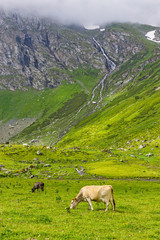 cows in a meadow in the highlands on a summer day