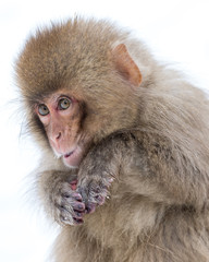 Snow Monkey with with background