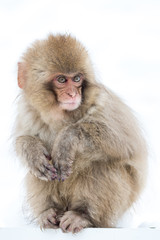 Japanese Macaque with snowy background
