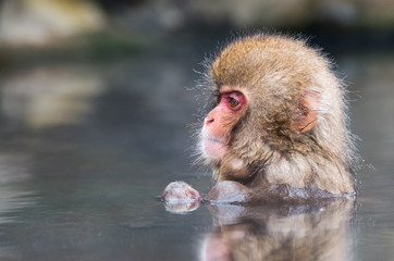 Fototapeta premium Snow Monkey in water with reflection