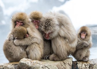 Japanese Macaque Huddle