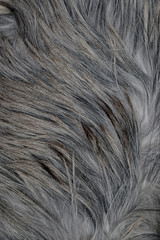 closeup of a fur detail on background
