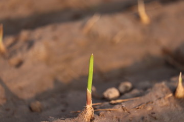 outdoor of A garlic plant in sunlight