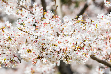Cherry blossom in spring