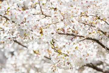 Cherry blossom