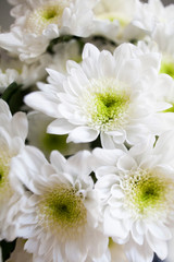close up of white chrysanthemum in a vase