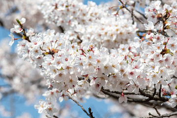 Cherry blossom in Hiroshima Japan