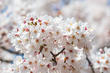 Cherry tree blossom in Japan