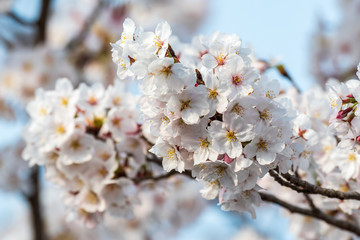 Cherry blossom in Kyoto