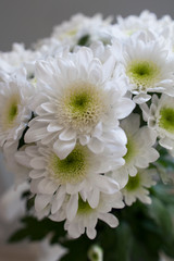 close up of white chrysanthemum in a vase