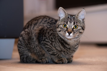 Portrait of a cute gray kitten sitting on the wooden floor