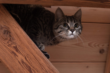 Cute baby cat climbing in the roof beams. Close up. 