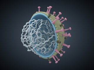 3d virus illustration with body cut and visible details