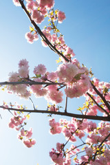 close up of pink cherry flowers in full blossom against blue sky