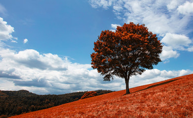 lonely tree on hill side