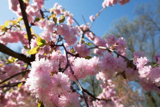 close up of pink cherry flowers in full blossom against blue sky