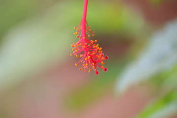 nature micro images of hibiscus flower