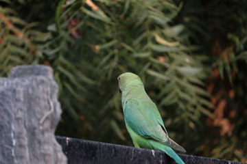 back view of parrot on iron rod