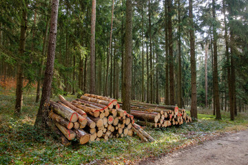 Gestapelte Baumstämme an einem Waldweg
