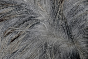 closeup of a fur detail on background