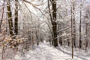 Majestic winter landscape. frosty pine tree under sunlight at sunset. christmas holiday concept, unusual wonderful landscape. fantastic wintry background. instagram effect.