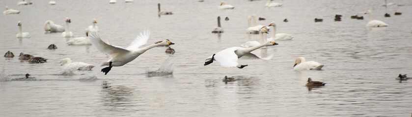 湖上を助走して飛ぶ白鳥 © yokoko