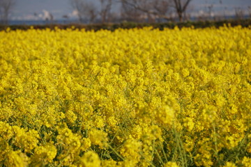 Obraz premium びわ湖畔守山なぎさ公園 菜の花畑