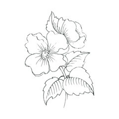 Vector contour of blooming flowers and leaves. Hand drawn delicate plant.