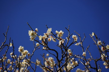 梅の花