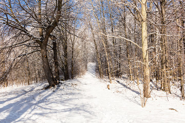 Winter alley running between the frozen trees. Beautiful winter landscape with snow covered trees.