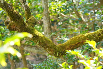 苔の生えた木