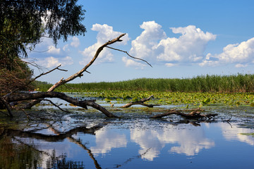 River landscape with snags and water lilies and clouds in the blue sky