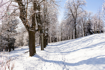 Winter alley running between the frozen trees. Beautiful winter landscape with snow covered trees.