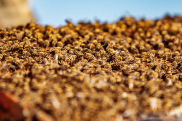 Working bees on honeycomb. Frames of a bee hive. Apiculture
