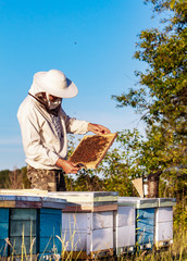 Frames of a bee hive. Beekeeper harvesting honey. Working bees on honey cells. Apiary concept.