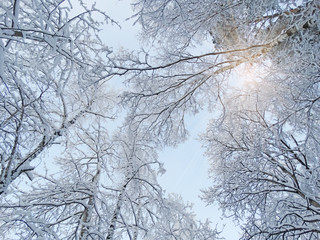 winter landscape forest in snow frost with sunny light beams