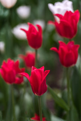 red tulips in the spring